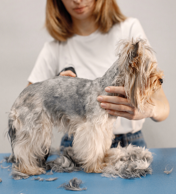 A groomer gently trimming a yorkshire terrier's coat