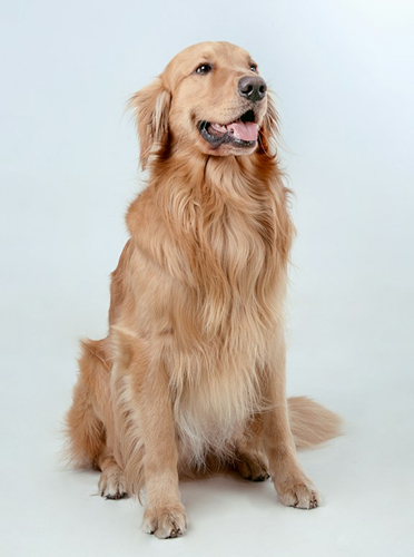 Golden retriever with a clean, fluffy coat