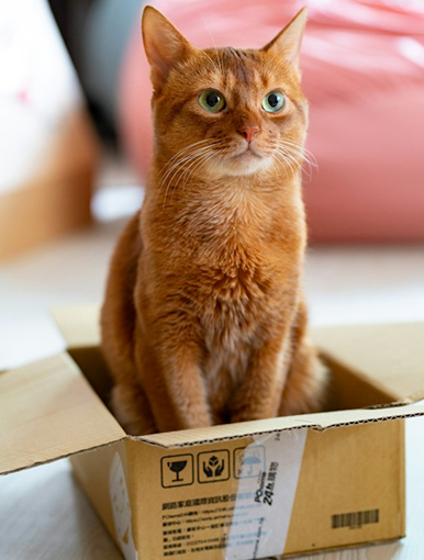 Luna, a ginger cat in a box