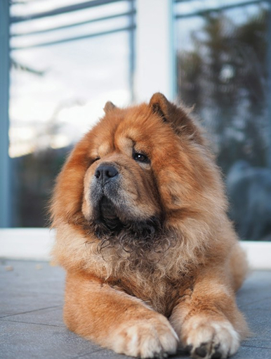 Charlie, a chow chow