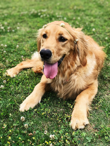 Oliver, a golden retriever
