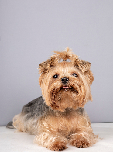 Freshly groomed Yorkshire terrier with a neat topknot