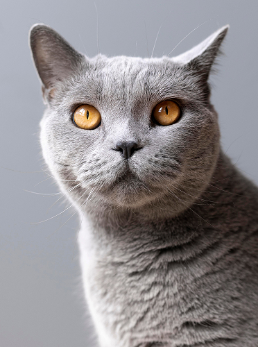 British shorthair cat with a perfectly brushed silver coat
